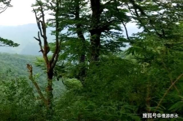 拯救落难小鸟